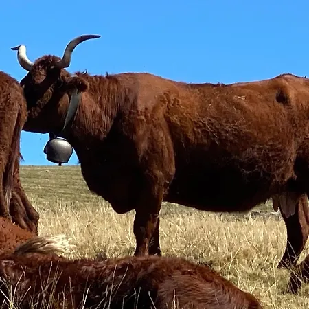 Calme Absolu Et Confort Moderne 度假居 *