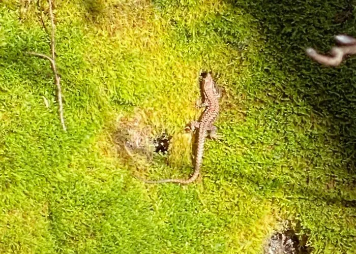 Holiday home Au Coeur Des Lacs Calme Absolu Et Confort Moderne Tremouille (Cantal)