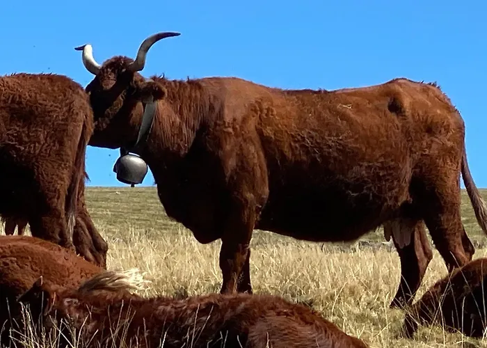 Calme Absolu Et Confort Moderne 度假居 *